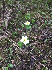 Trollius laxus