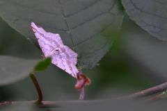 Macaria shanghaisaria