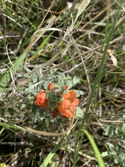 Sphaeralcea coccinea coccinea