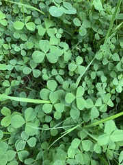 Trifolium repens