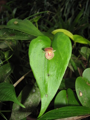 Pleurothallis cardiothallis
