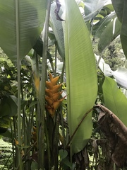 Heliconia caribaea