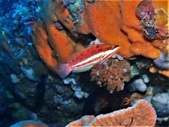 Pseudolabrus biserialis