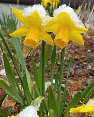 Narcissus