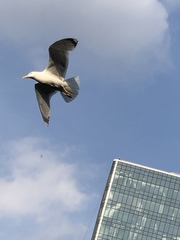 Larus argentatus