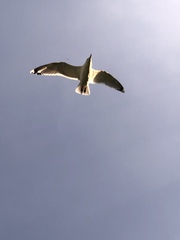 Larus argentatus