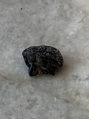 Rhyssomatus annectens