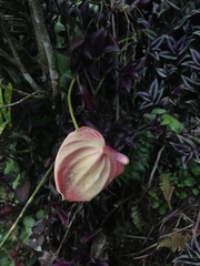 Anthurium andraeanum