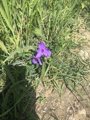 Tradescantia bracteata