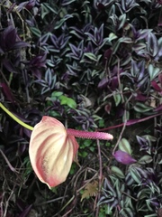 Anthurium andraeanum