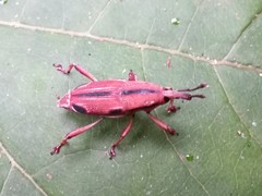 Sphenocorynes kosempoensis