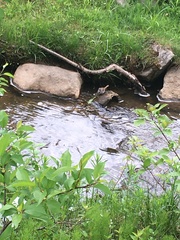 Melospiza melodia image