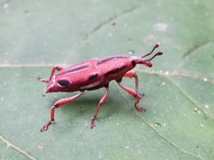 Sphenocorynes kosempoensis