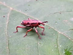 Sphenocorynes kosempoensis