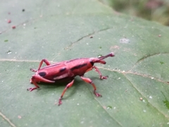 Sphenocorynes kosempoensis