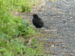 Turdus merula