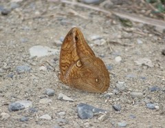 Opsiphanes boisduvallii