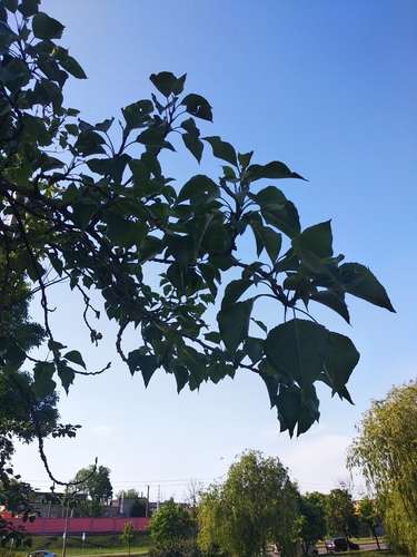 Populus X petrowskiana