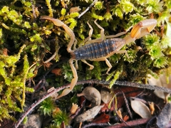 Centruroides ornatus