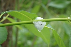Bathysmatophorinae