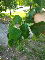 Populus × petrowskiana