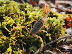 Centruroides ornatus