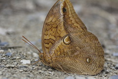 Opsiphanes boisduvallii