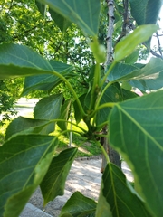Populus × petrowskiana
