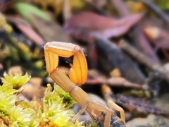 Centruroides ornatus