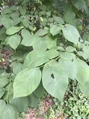 Styracaceae
