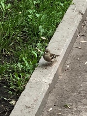 Fringilla coelebs