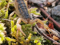 Centruroides ornatus