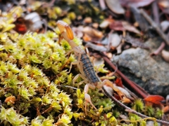 Centruroides ornatus