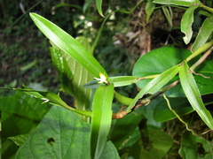 Prosthechea pseudopygmaea
