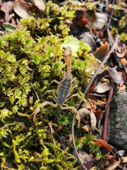 Centruroides ornatus