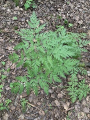 Anthriscus sylvestris