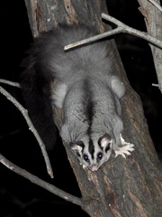 Squirrel Glider photo 3
