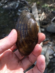 Pyganodon grandis