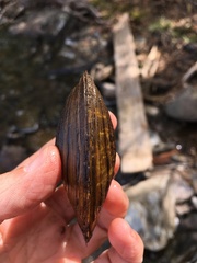 Pyganodon grandis