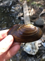 Pyganodon grandis