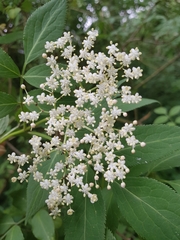 Sambucus nigra