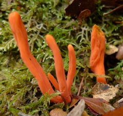 Clavulinopsis sulcata image