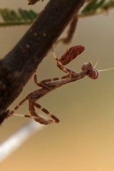 Parasphendale costalis