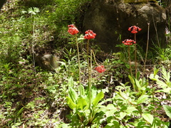 Primula maximowiczii
