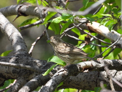 Carpodacus davidianus