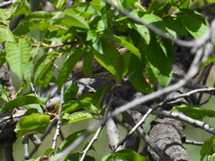 Carpodacus davidianus