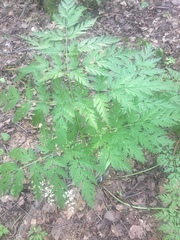 Anthriscus sylvestris