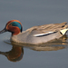 Eurasian Green-winged Teal - Photo (c) Mark Kilner, some rights reserved (CC BY-NC-SA)