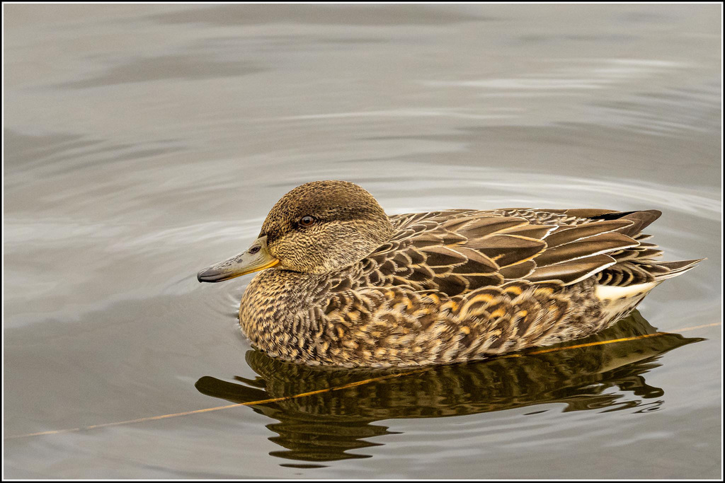 Foto de Eurasian Teal