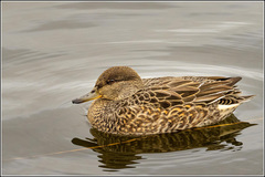 Eurasian Teal photo 6